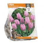 Baltus Tulipa Triumph Synaeda Amor tulpen bloembollen per 5 stuks